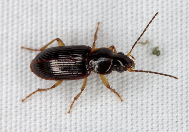 Stenolophus ochropezus Carabidae