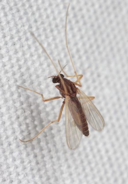 (Polypedilum Group) Chironomidae