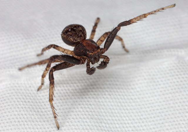 Xysticus fraternus Thomisidae