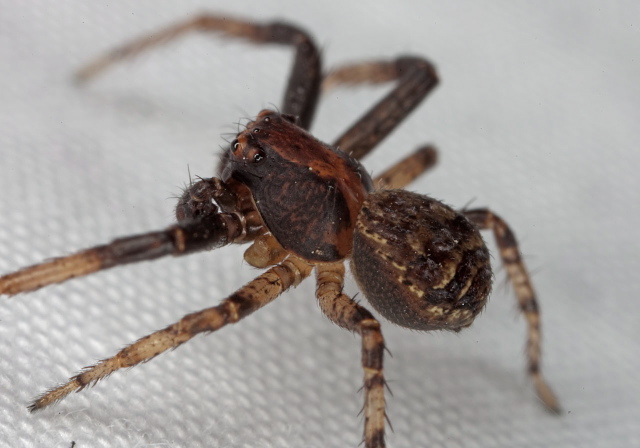 Xysticus fraternus Thomisidae