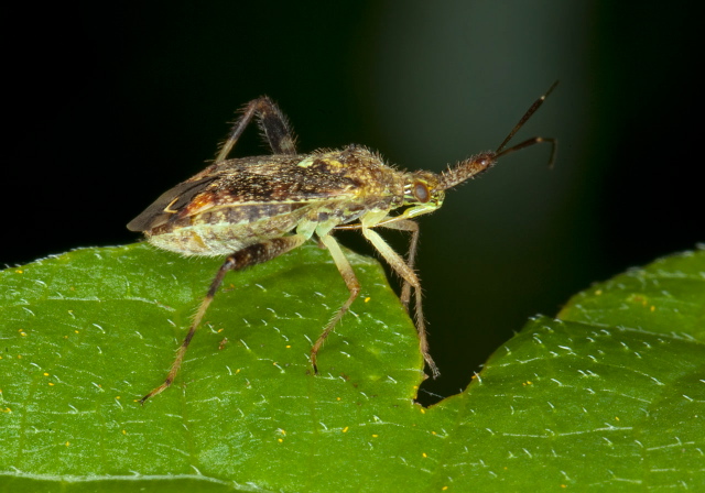 Neurocolpus sp.? Miridae