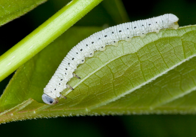 Pseudosiobla sp. Tenthredinidae