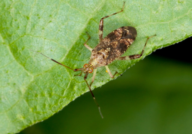 Neurocolpus sp.? Miridae