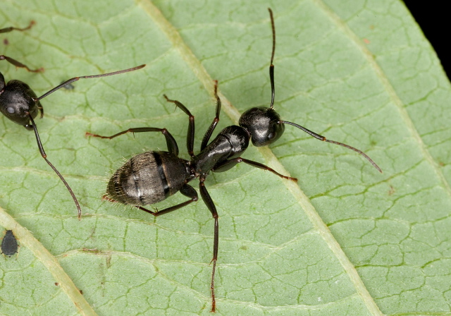 Camponotus (Camponotus) pennsylvanicus? Formicidae