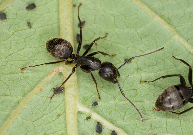 Camponotus (Camponotus) pennsylvanicus? Formicidae