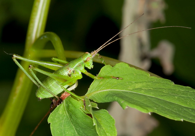   Tettigoniidae