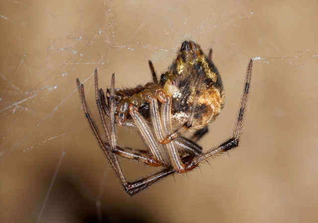 Parasteatoda tepidariorum Theridiidae