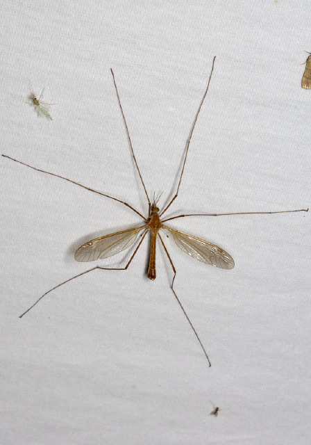 Tipula (Lunatipula) duplex? Tipulidae