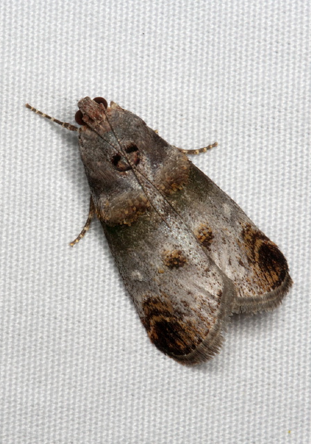 Oneida lunulalis Pyralidae