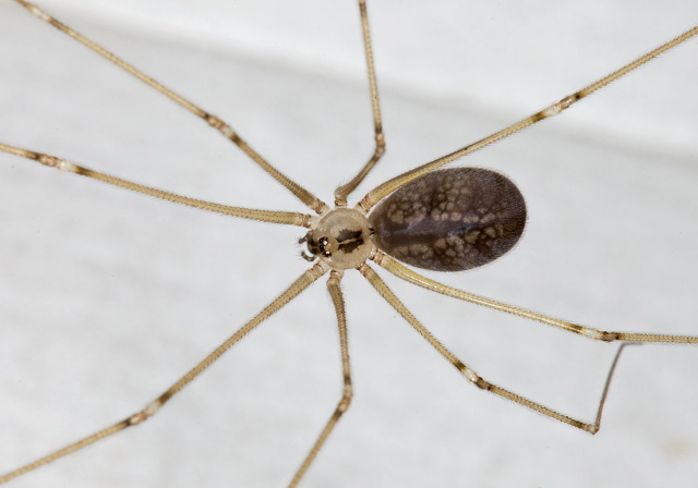 Pholcus phalangioides Pholcidae