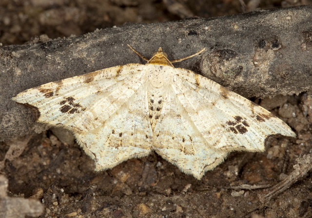 Macaria cf. aemulataria Geometridae