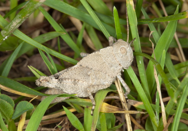 Dissosteira carolina Acrididae