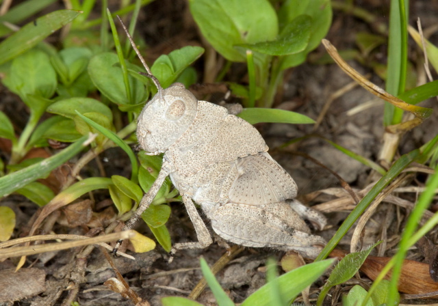 Dissosteira carolina Acrididae