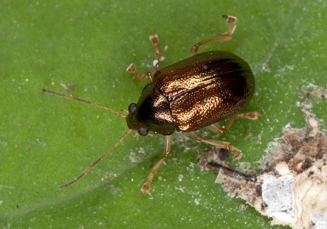 Rhabdopterus praetexus or deceptor Chrysomelidae