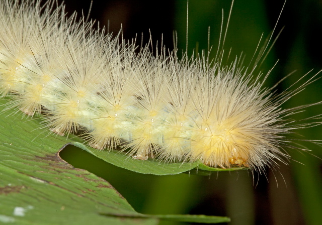 Spilosoma virginica Erebidae