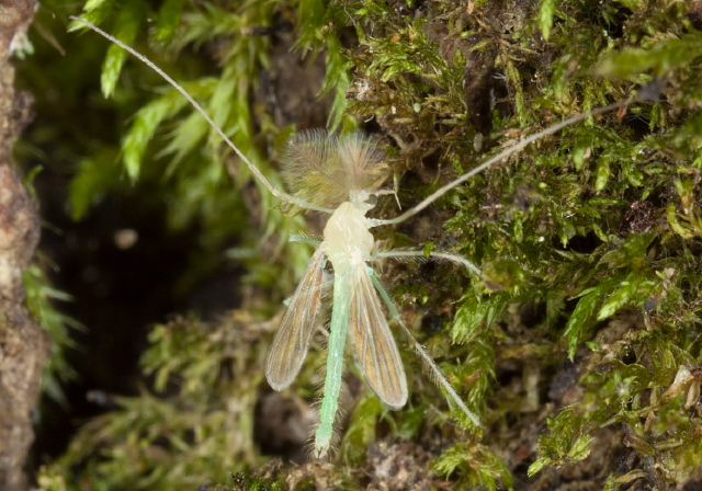   Chironomidae