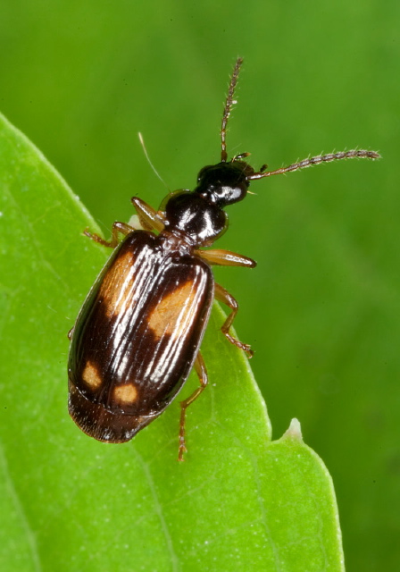 Lebia ornata Carabidae