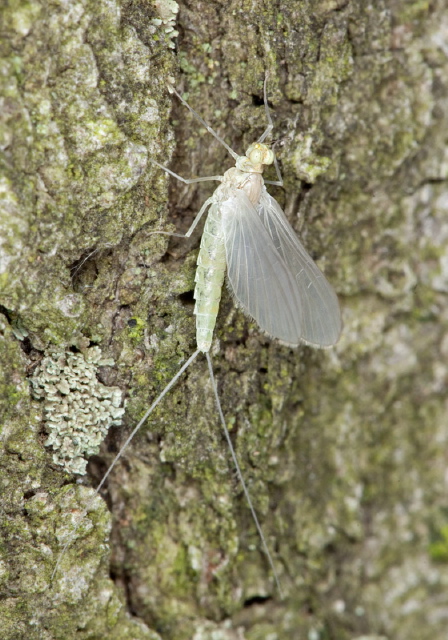 Centroptilum sp.? Baetidae