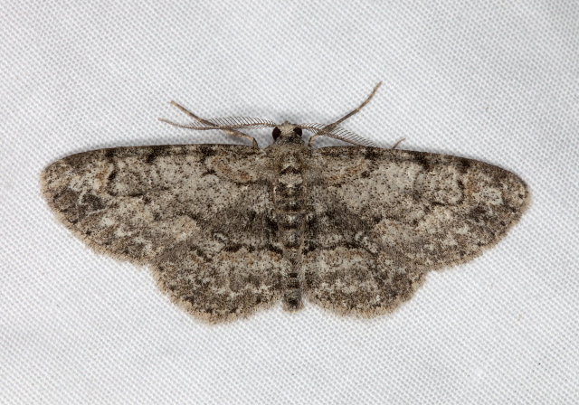 Iridopsis ephyraria? Geometridae