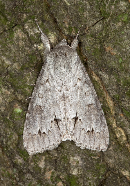 Acronicta americana Noctuidae