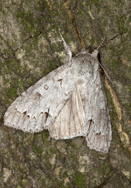 Acronicta americana Noctuidae