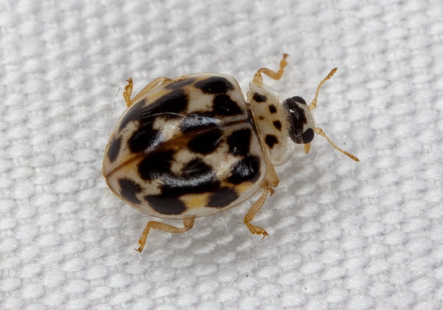 Psyllobora vigintimaculata Coccinellidae