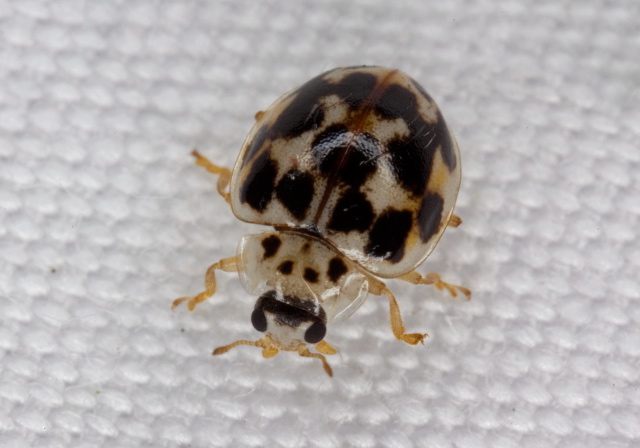 Psyllobora vigintimaculata Coccinellidae