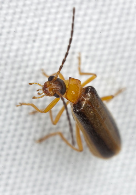 Rhagonycha mollis? Cantharidae