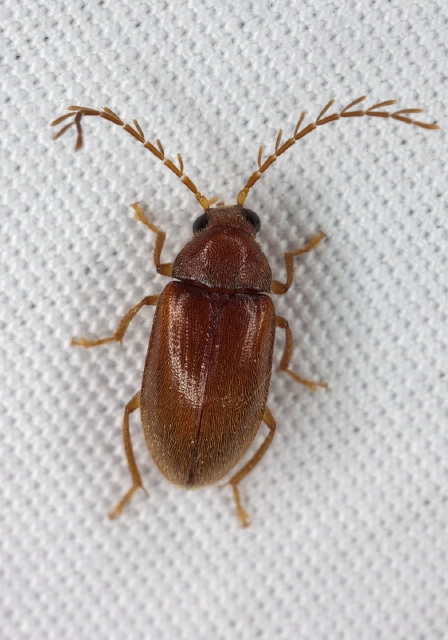 Ptilodactyla sp.? Ptilodactylidae