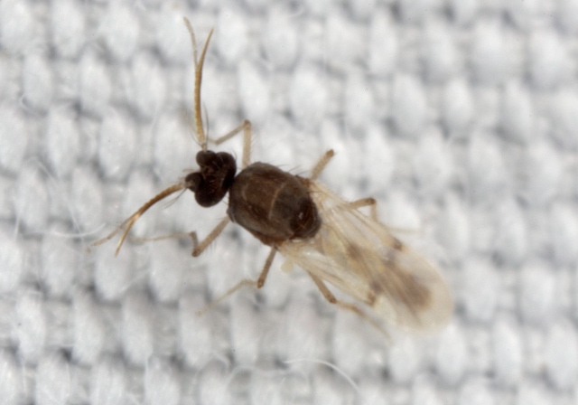 Forcipomyia sp. Ceratopogonidae