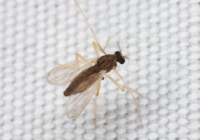 (Polypedilum Group) Chironomidae