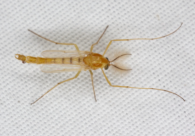 Cryptochironomus blarina? Chironomidae