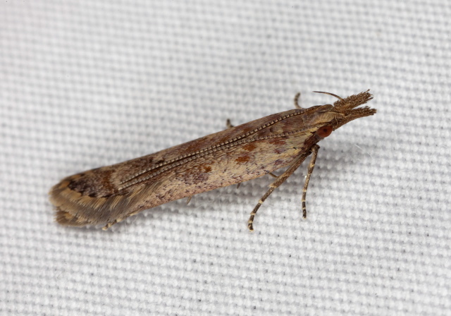 Dichomeris ligulella Gelechiidae