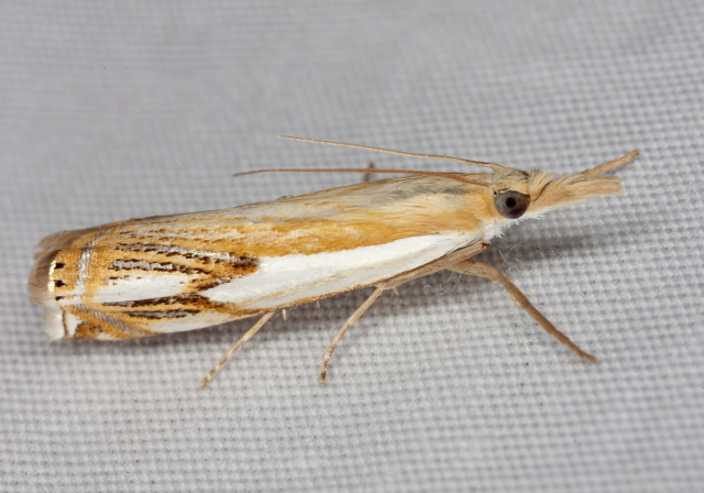 Crambus agitatellus Crambidae