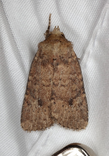 Homorthodes lindseyi Noctuidae