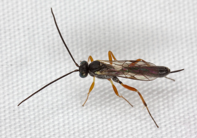 Diadegma sp.? Ichneumonidae