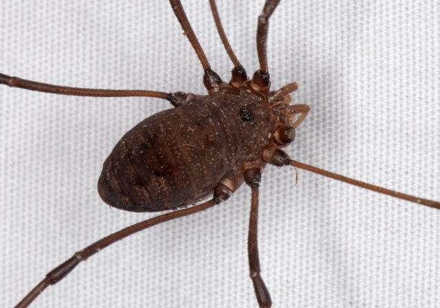 Leiobunum sp. Sclerosomatidae