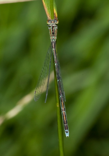 Enallagma exsulans Coenagrionidae