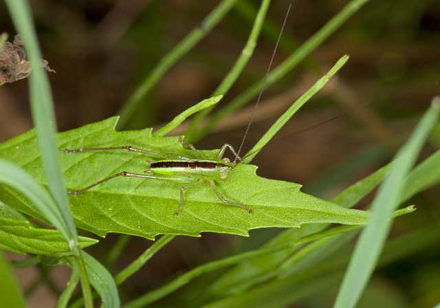 Conocephalus sp. Tettigoniidae