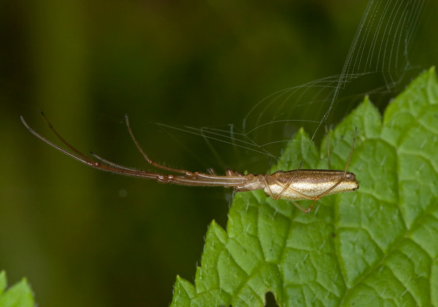 Tetragnatha laboriosa? Tetragnathidae