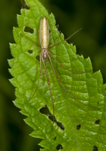 Tetragnatha laboriosa? Tetragnathidae