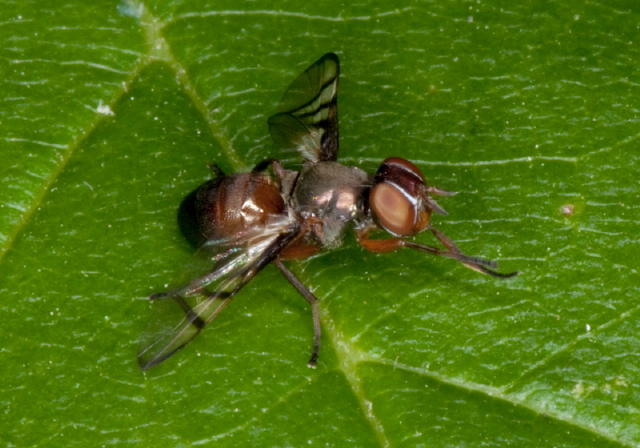 Rivellia colei or quadrifasciata? Platystomatidae