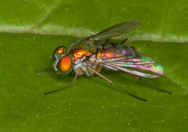 Condylostylus sp. Dolichopodidae