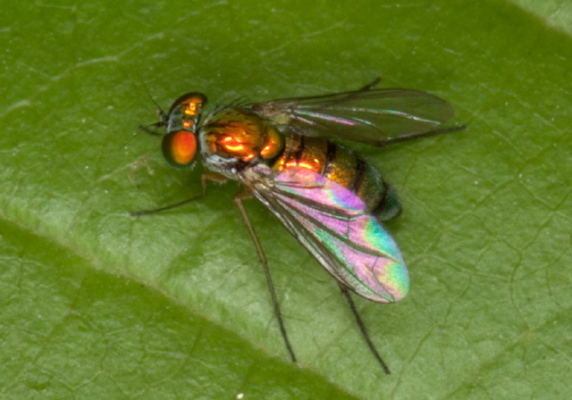 Condylostylus sp. Dolichopodidae