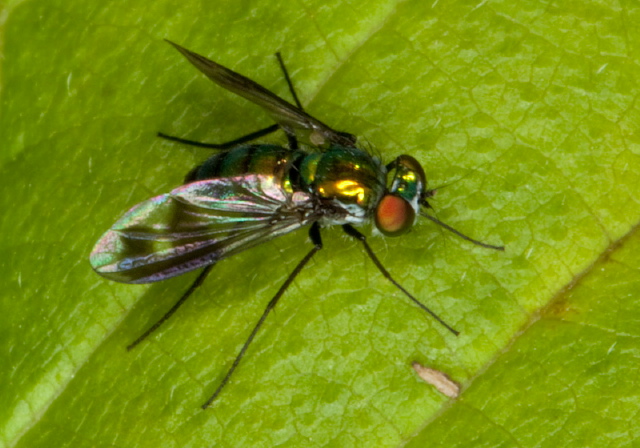 Condylostylus patibulatus? Dolichopodidae