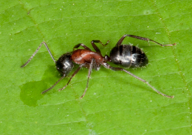 Camponotus (Camponotus) novaeboracensis Formicidae