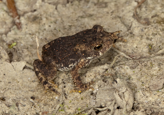 Bufo americanus? Bufonidae