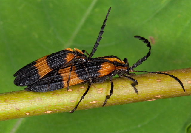 Calopteron reticulatum Lycidae