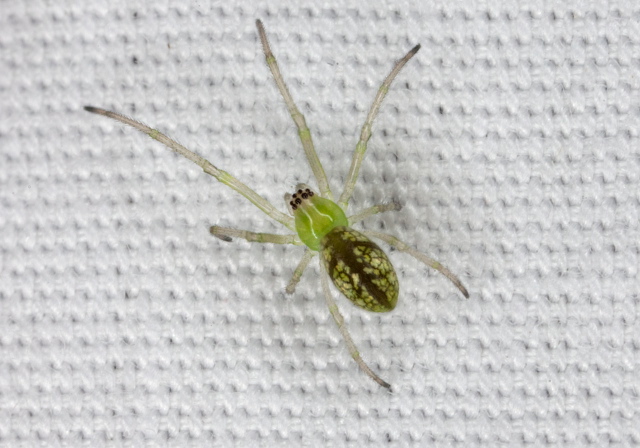 Tetragnatha sp? Tetragnathidae