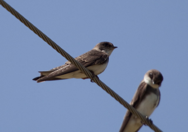 Riparia riparia Hirundinidae